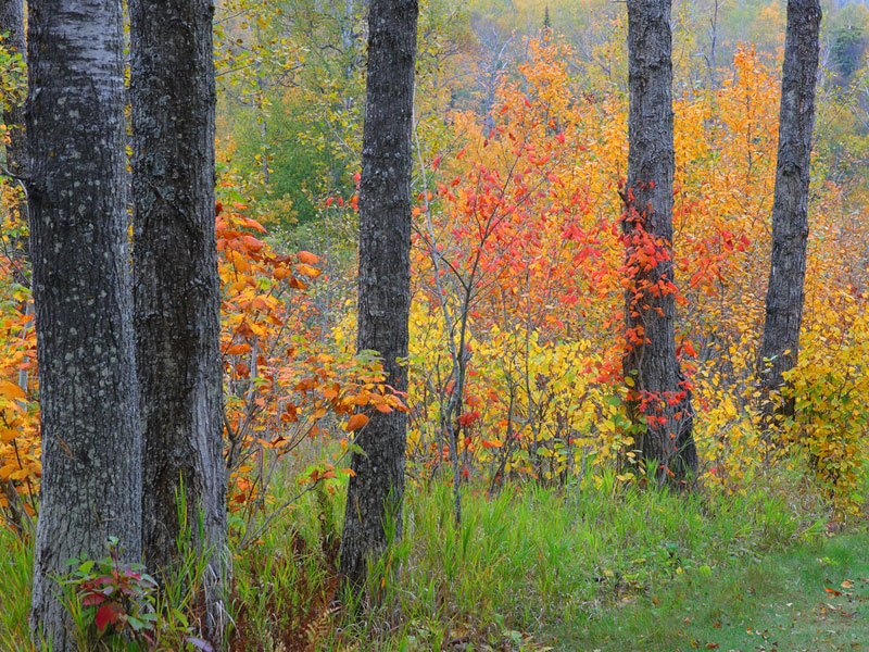 The colorful foliage of autumn