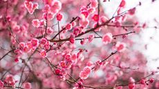 Red Plum Blossoms Blooming in spring