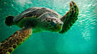 A turtle is one of the best aquarium pets that aren&#039;t fish