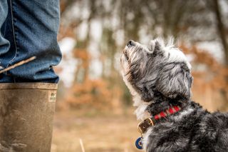 Jonnie Hearn and his Tibetan Terrier Skye