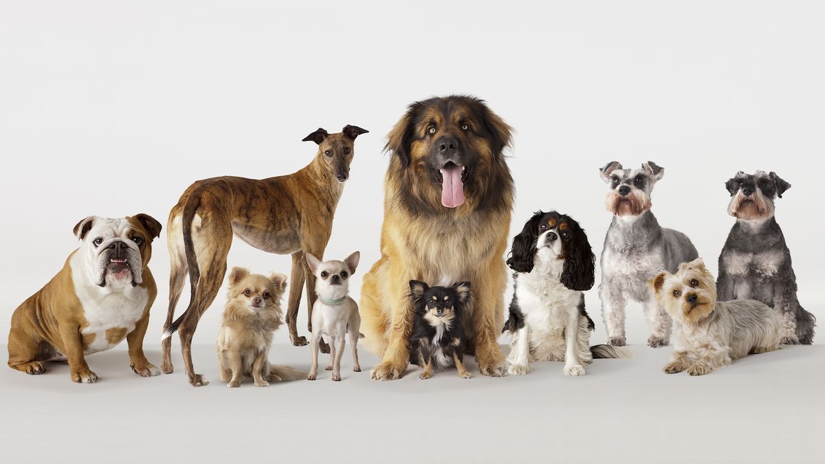 A photo of a group of dogs of all different breeds and sizes