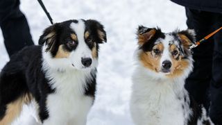 Australian shepherds standing in the snow