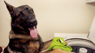 Loyal German Shepherd helping out with the laundry