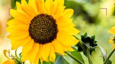 A close up of a sunflower head to ask when to plant sunflower seeds