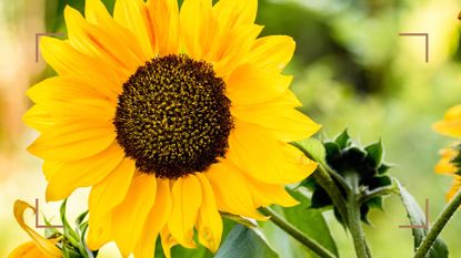 A close up of a sunflower head to ask when to plant sunflower seeds
