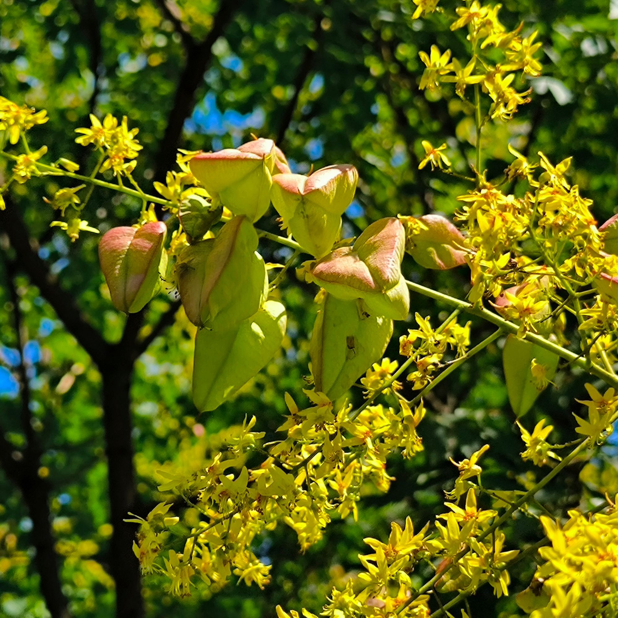 Flowering golden rain tree