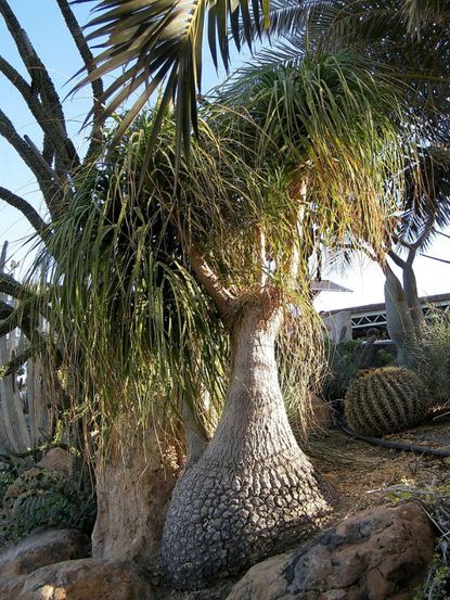 Large Outdoor Ponytail Palm Tree