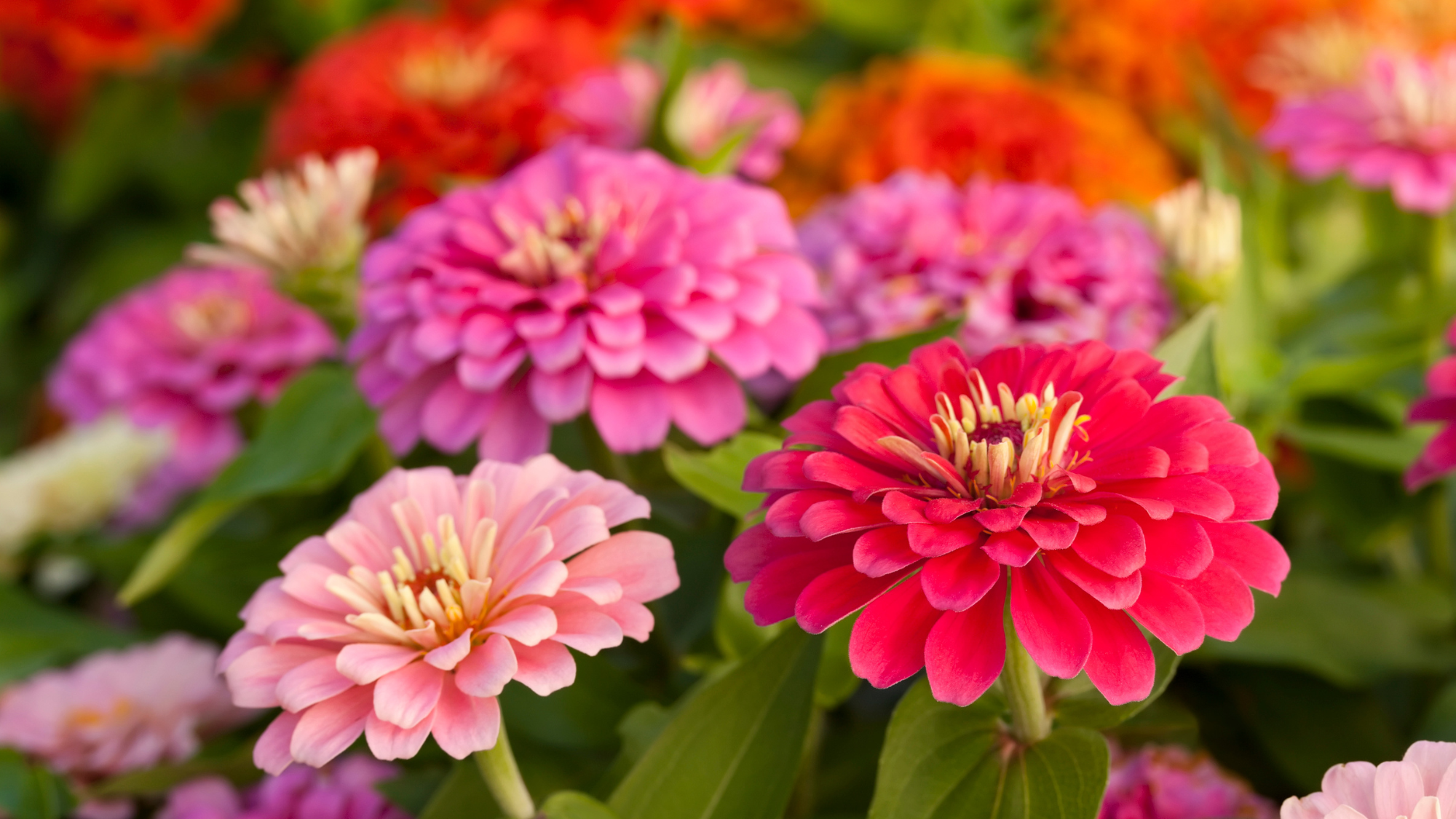 Colorful fast-growing flowers (zinnias) in the garden.