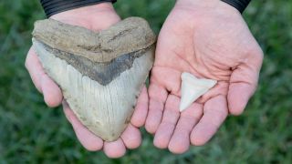 A fossilized megalodon tooth (left) compared to the tooth of a modern great white shark (right).