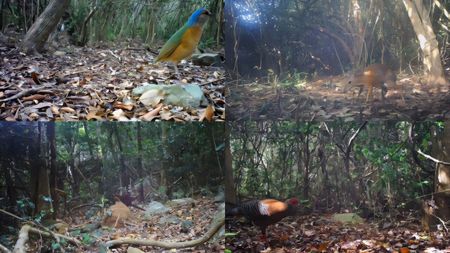 Wildlife camera surveys in Vietnam reveal the conservation importance of habitat transition zones