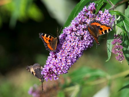 Purple Flowered Butterfly Bush Full Of Butterflies