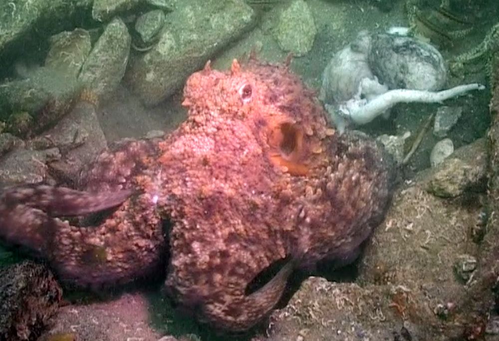 Octopus Cannibalism in Wild Caught on Video for 1st Time Live Science