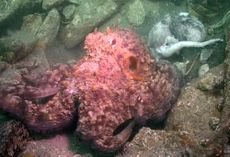 octopus, octopus cannibalism, common octopus, Octopus vulgarism, weird animal photos