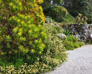 Rock garden ideas with architectural shrubs in a curved flower bed beside a gravel path.