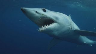 Sharks Gone Viral: Fact Frenzy