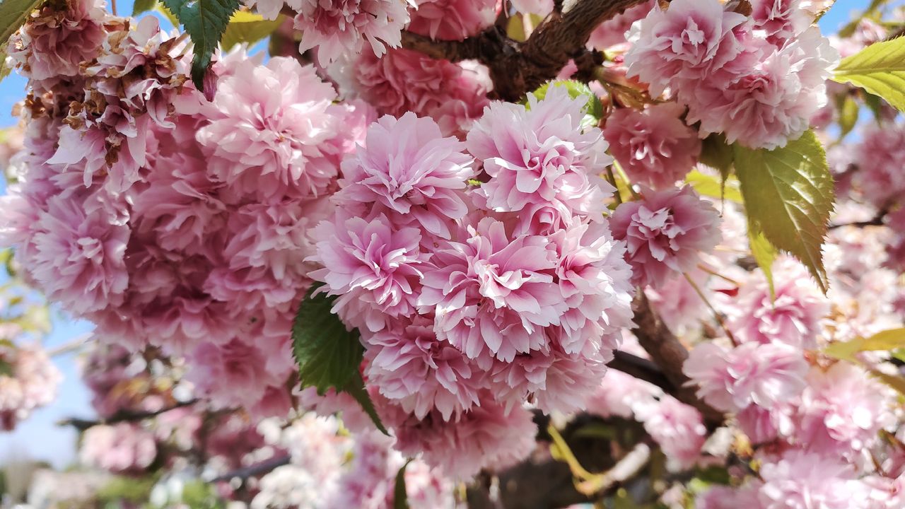 Even with visible processing, the punchy colors and fair detail reproduced in images shot on the Black Shark 2 impresses.