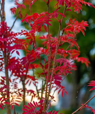 Sorbus commixta (Japanese rowan)