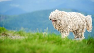 Komondor