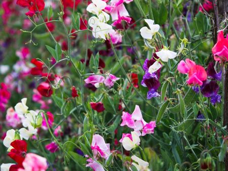 Multicolored Blooming Sweet Pea Plants