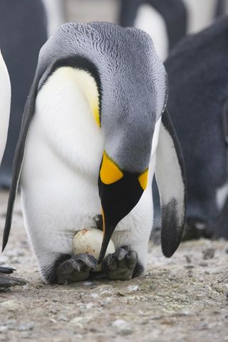 male emperor penguin with egg