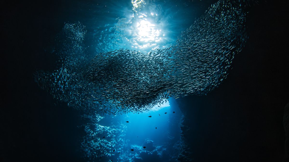 'It's a ticking time bomb': Acid levels in Earth's oceans have already breached 'danger zone', study suggests