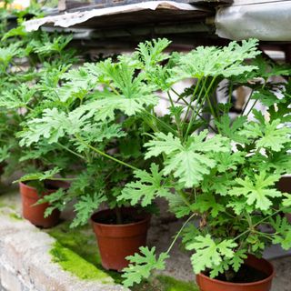 Three citronella plants in plastic pots on a brick ledge