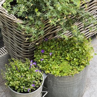 container with plants and basket