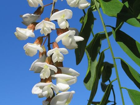 White Flowering Black Locust Tree