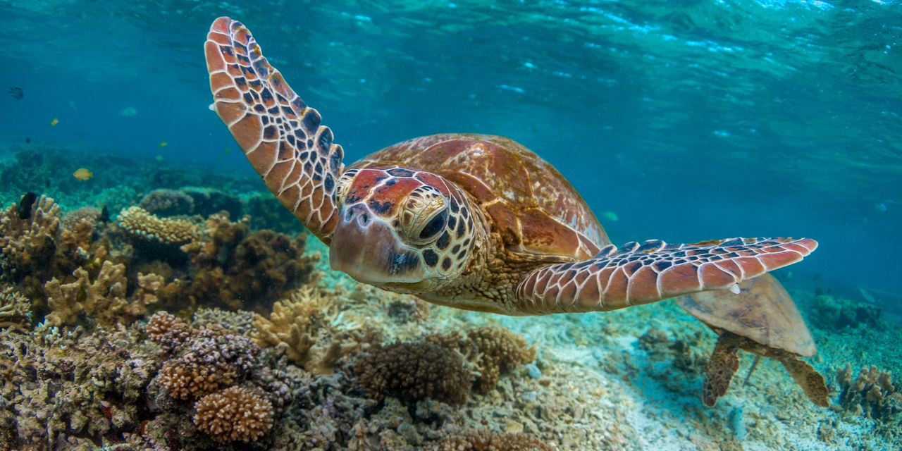 A sea turtle floats through the ocean