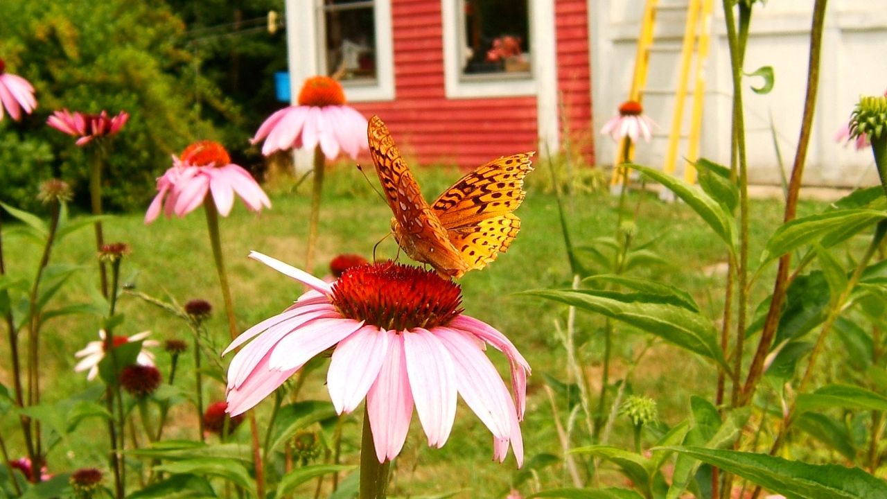 A butterfly lands on a coneflower in a backyard