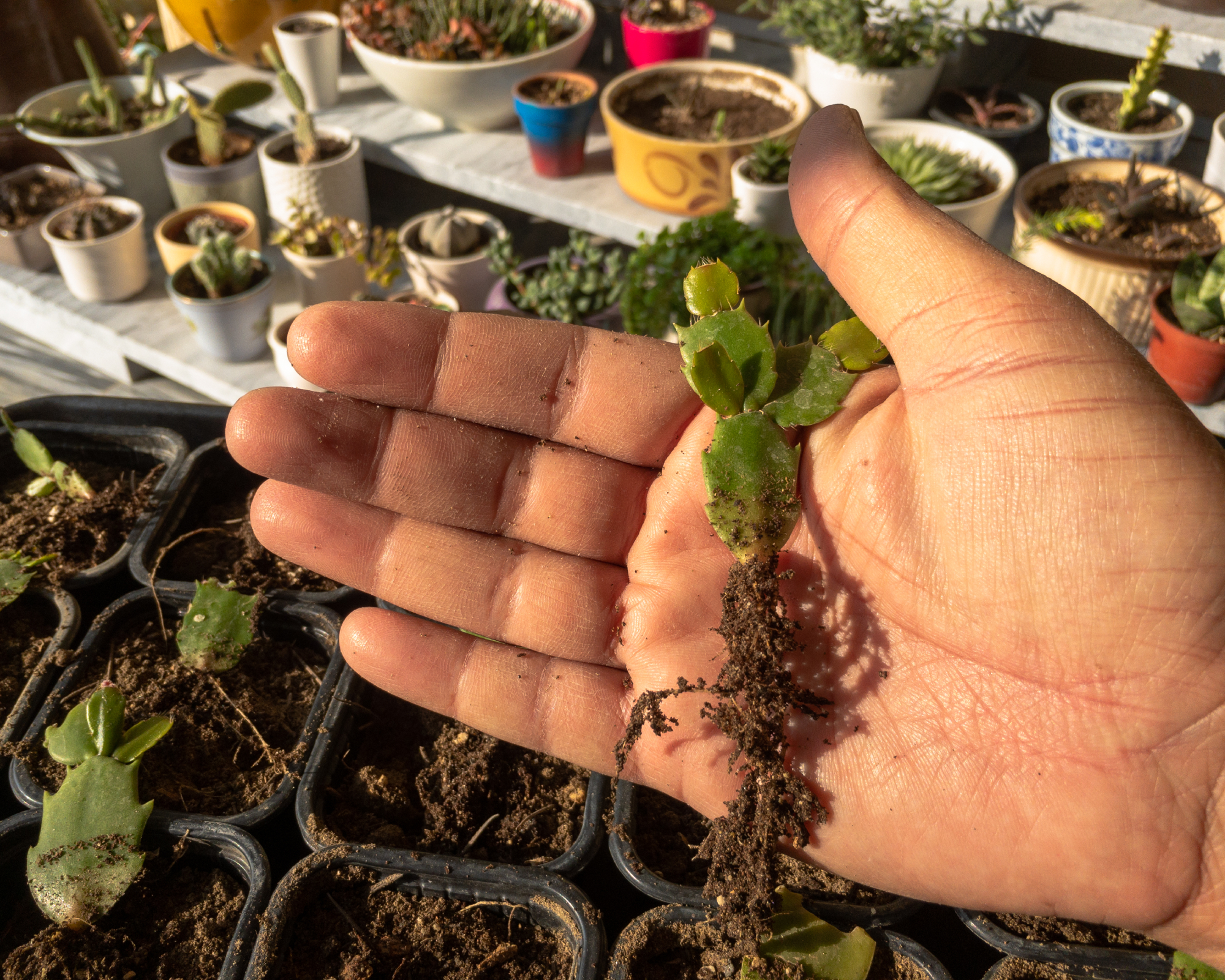 christmas cactus cutting with strong roots ready to transplant