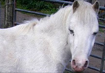 greypony.jpg