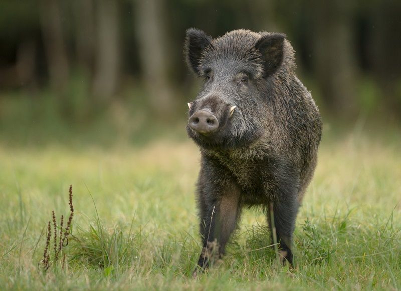 A wild boar.