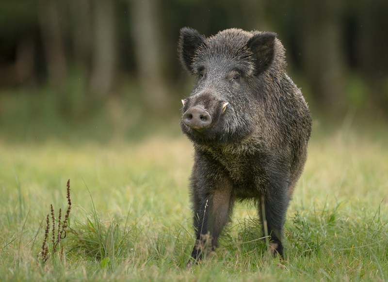 party-with-wild-boar-meat-goes-wrong-as-guests-get-this-rare-infection