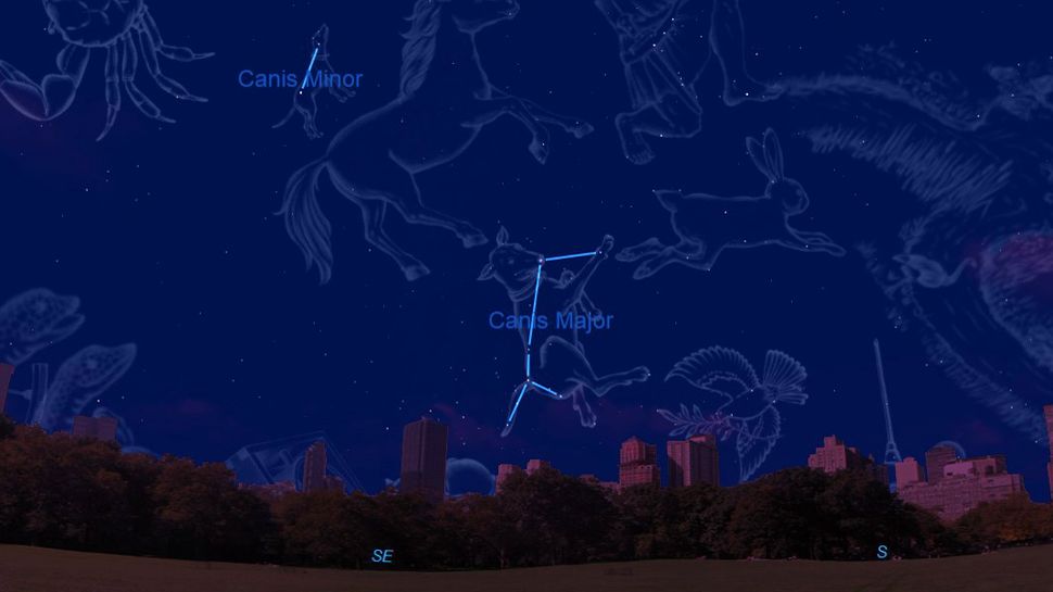 How to spot Canis Major, the big dog of winter