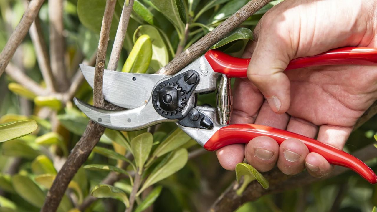 Felco F2 Pruners pruning a branch