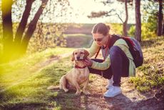 A pet owner checks her dog for ticks.