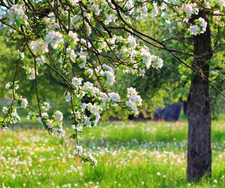 Old apple tree in blossom