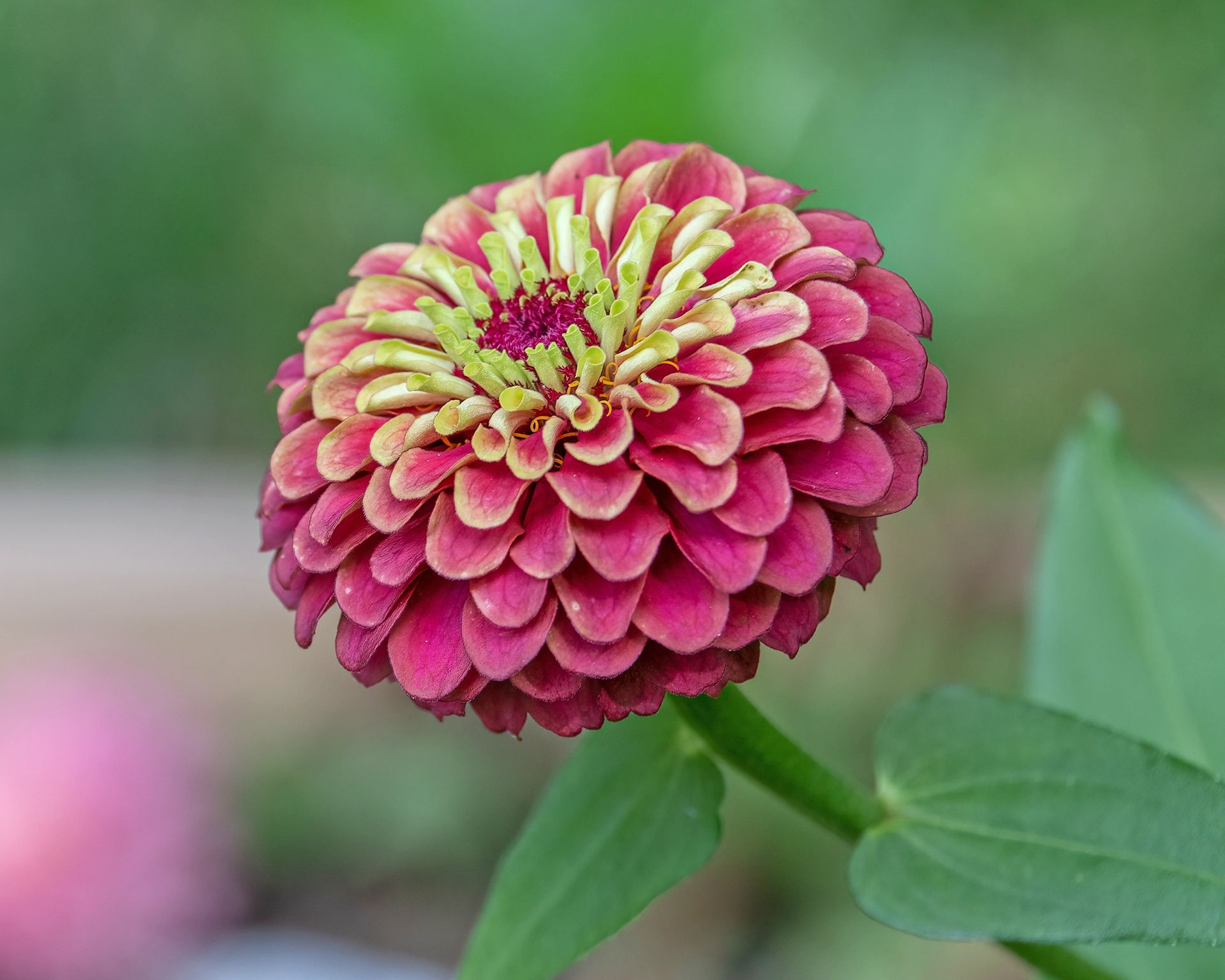 Queeny Lime Red zinnia flower