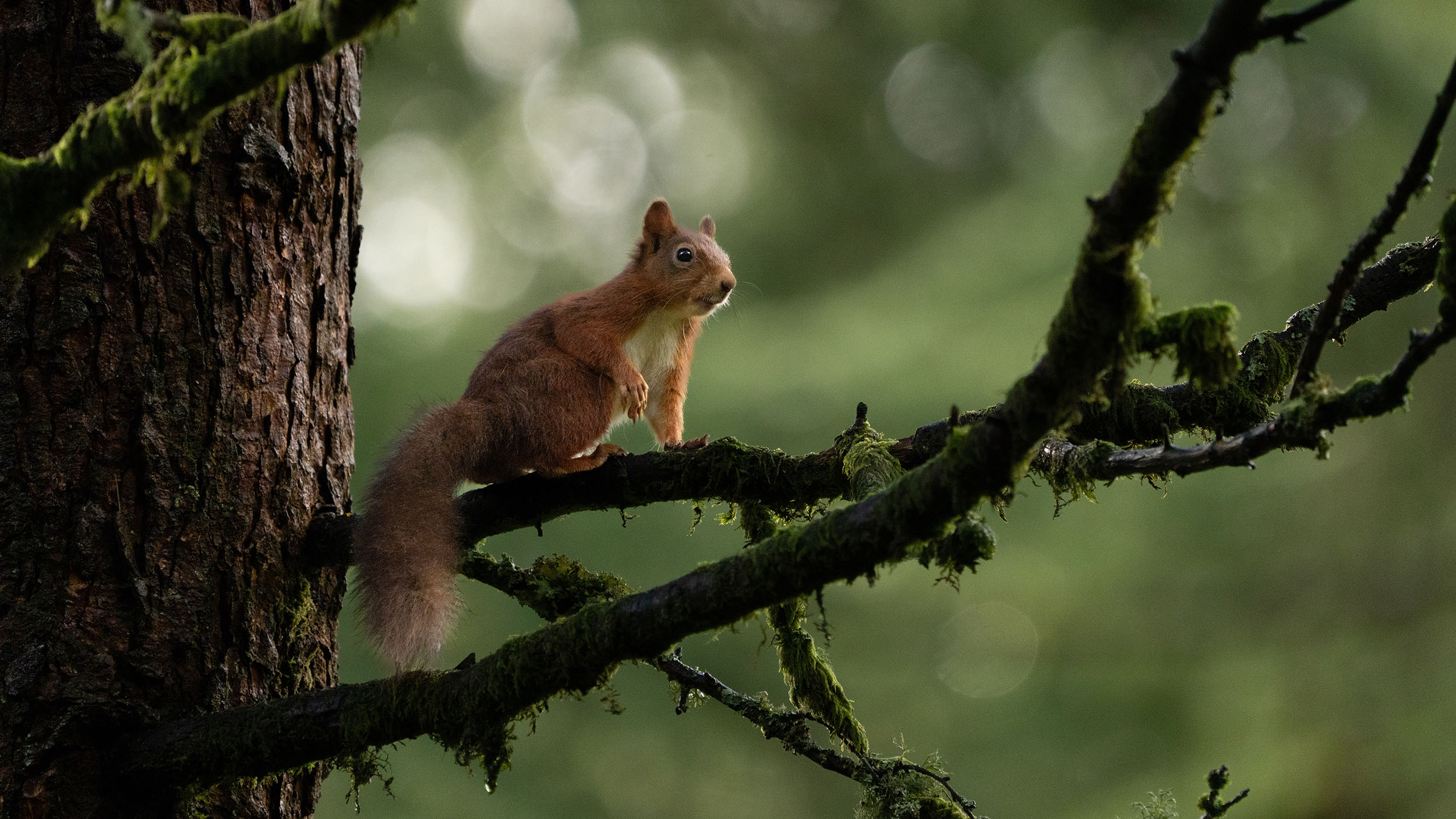 Red squirrel