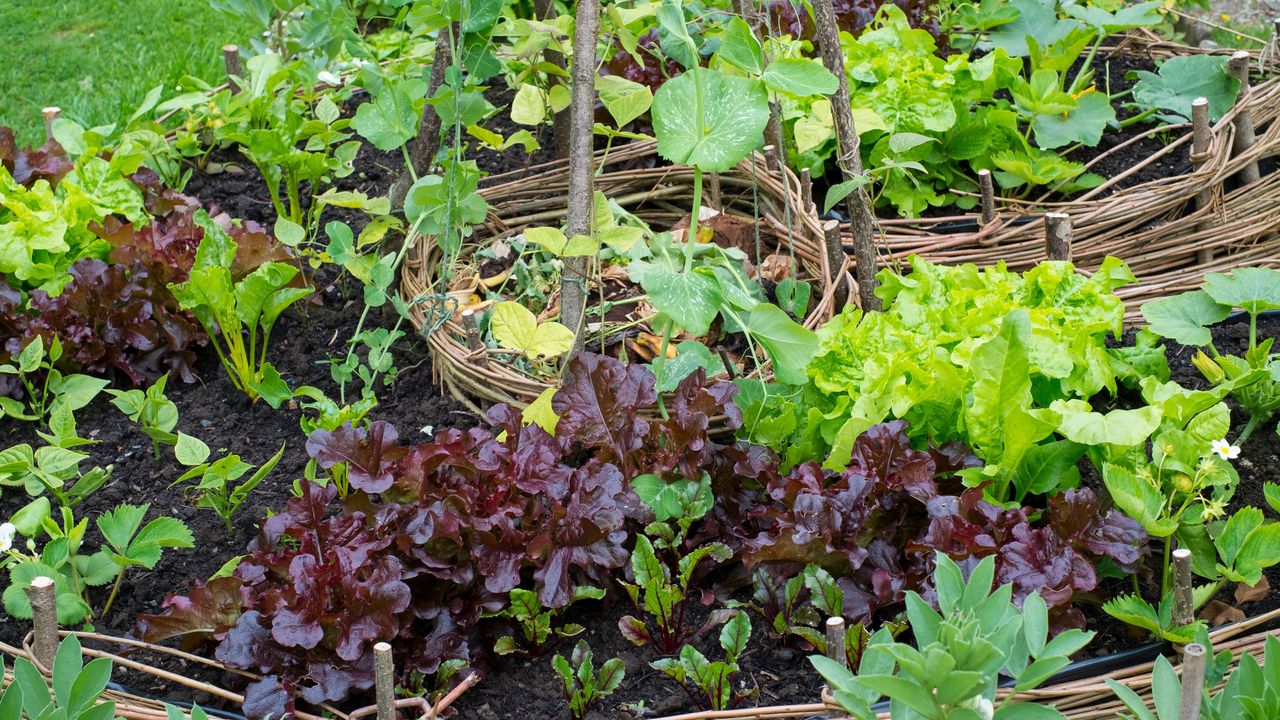 Raised &#039;Keyhole&#039; Garden constructed from wicker, planted with salad crops including beetroot ,courgettes and low beans - Gary K Smith Alamy Stock Photo F1R0R0