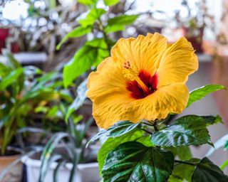 bright yellow hibiscus flower on plant