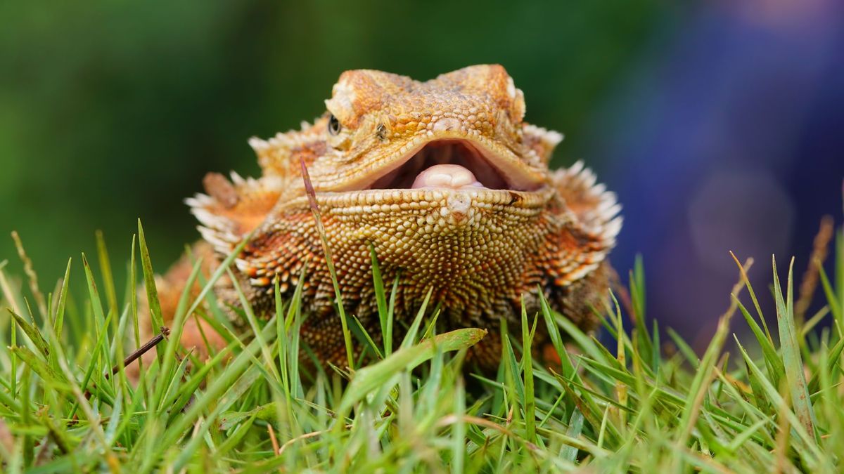 Bearded dragon with tongue out in the grass