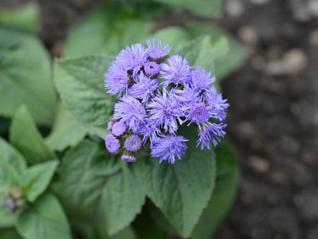 Healthy Ageratum Flower Growing in Garden