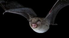 A Daubenton&rsquo;s bat (Myotis daubentonii) using echolocation calls to hunt at night.