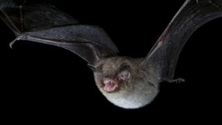 A Daubenton’s bat (Myotis daubentonii) using echolocation calls to hunt at night.