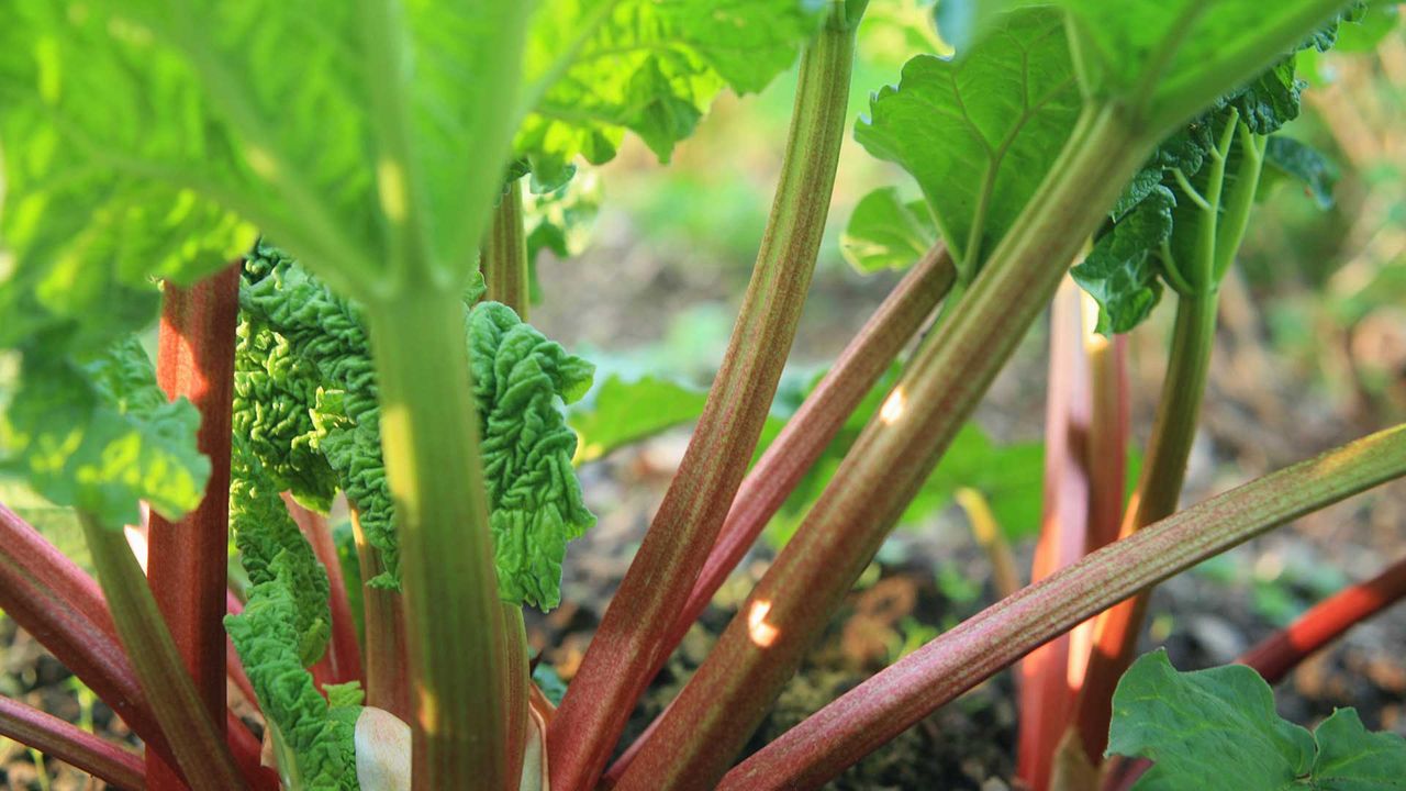 pink rhubarb stems growing – how to grow rhubarb