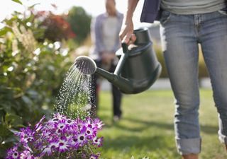 Watering healthy plants
