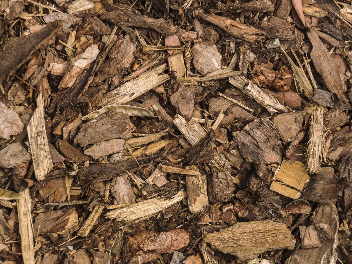 Fir Wood Chips