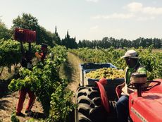000009bd3-KenForrester_2015_harvest_old_vin_reserve_chenin.jpg